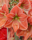 Амарилис Терра Котта Стар (1 шт)