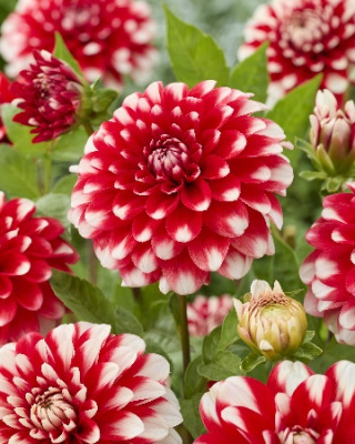 Георгин Нагано (1 шт)