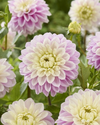 Георгин Свит Лусиль (1 шт)