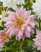 Георгин Фэервей Пайлот (1 шт)