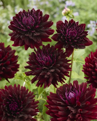 Георгин Холлихилл Дарк Бьюти (1 шт)