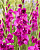 Гладиолус Мистик Маджента (8 шт)