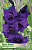 Гладиолус Пурпл Флора (10 шт)
