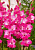 Гладиолус Фэйртейл Пинк (8 шт)
