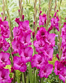 Гладиолус ЭКОНОМ-СЕРИЯ АВРОРА (3 шт)