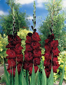 Гладиолус ЭКОНОМ-СЕРИЯ АРАБИАН НАЙТ (5 шт)