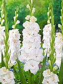 Гладиолус ЭКОНОМ-СЕРИЯ ДЕКАДЕНТ (5 шт)