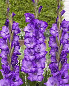 Гладиолус ЭКОНОМ-СЕРИЯ МАУВ МЬЮС (3 шт)