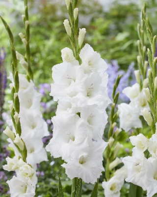 Гладиолус ЭКОНОМ-СЕРИЯ ПУРАВИДА (3 шт)