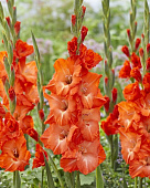 Гладиолус ЭКОНОМ-СЕРИЯ СТОРМИ (3 шт)