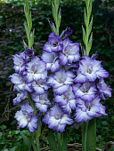 Гладиолус ЭКОНОМ-СЕРИЯ ТРИТОН (3 шт)