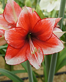 Амарилис Стардаст (1 шт)