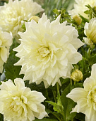 Георгин Айсбрейкер (1 шт)