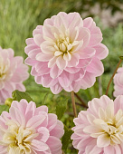 Георгин Брэкенридж Балерина (1 шт)