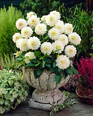 Георгин Виттем (1 шт)