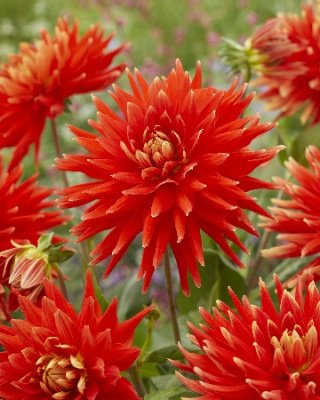 Георгин Вулкан (1 шт)