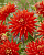 Георгин Вулкан (1 шт)