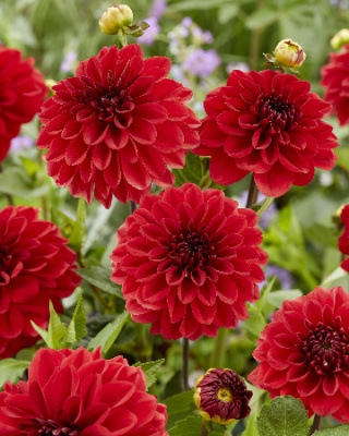 Георгин Гоу Гоу Рэд (1 шт)