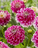 Георгин Гоу Гоу Ту-Тоун (1 шт)