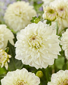 Георгин Гоу Гоу Уайт (1 шт)