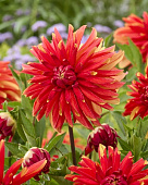 Георгин Джаплу (1 шт)