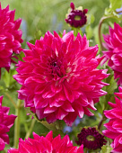 Георгин Диамонд Дебютант (1 шт)