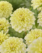 Георгин Йеллоу Перспепшн (1 шт)