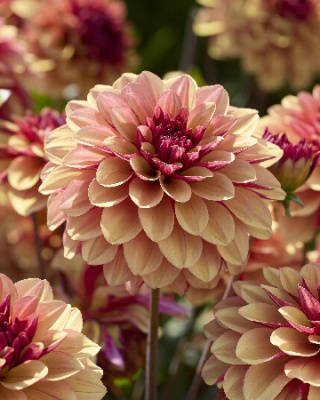 Георгин Крем Де Коньяк (1 шт)