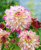 Георгин Орион (1 шт)