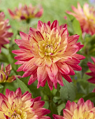 Георгин Рэйнбоу Сайленс (1 шт)