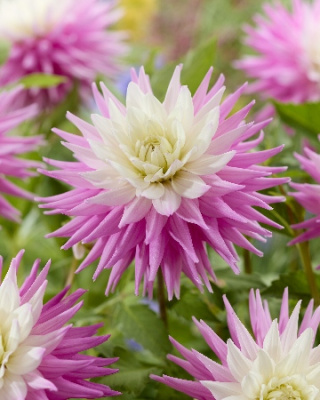 Георгин Хиллкрест Кэнди (1 шт)