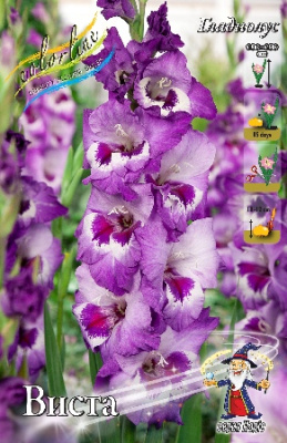 Гладиолус Виста 12/14 (5 шт)