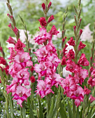 Гладиолус Келли (10 шт)