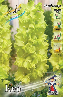 Гладиолус Кио 12/14 (5 шт)