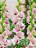 Гладиолус Мезья 12/14 (7 шт)