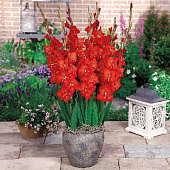 Гладиолус Патти (10 шт)