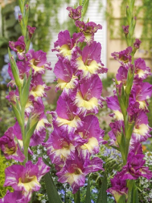 Гладиолус Экстраверт 12/14 (5 шт)