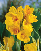 Канна Кабаллеро (зелен) (1)