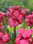 Канна Шайнинг Пинк (зелен) (1)