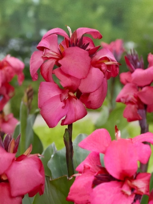 Канна Шайнинг Пинк (зелен) (1)