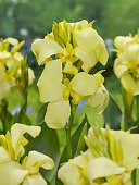 Канна Шайнинг Лемон (зелен) (1)