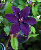 Клематис Распутин (1 шт)