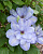 Клематис Блю Котильон (1 шт)