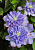 Клематис Блю Экспложион (1 шт)