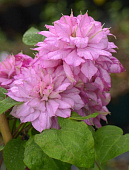 Клематис Инносент Глейнс (1 шт)