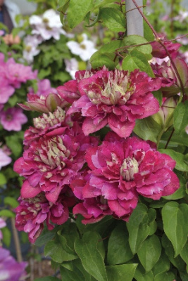 Клематис Хот Киссес (1 шт)