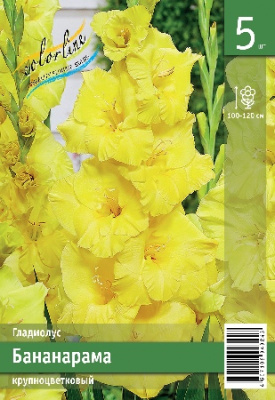 Гладиолус ЭКОНОМ-СЕРИЯ БАНАНАРАМА (5 шт)