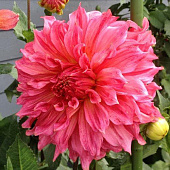 Минивитрина Георгин Айлендер