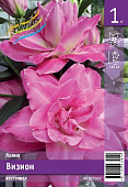 Лилия ЭКОНОМ-СЕРИЯ ВИЗИОН (1 шт)