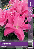 Лилия ЭКОНОМ-СЕРИЯ ТРЕНТИНО (1 шт)